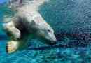 Fehér polar bear